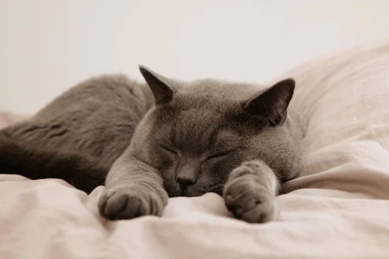 Yacubee cat 7533717
